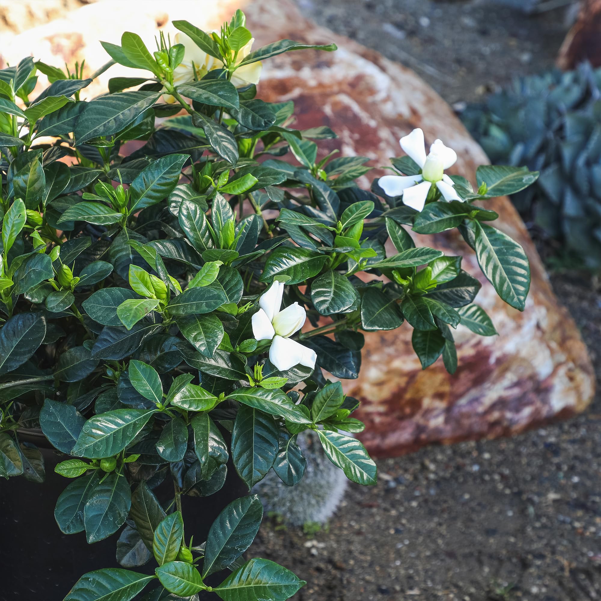 Plants for Pets gardenia maceta para comparar tamaño y estabilidad