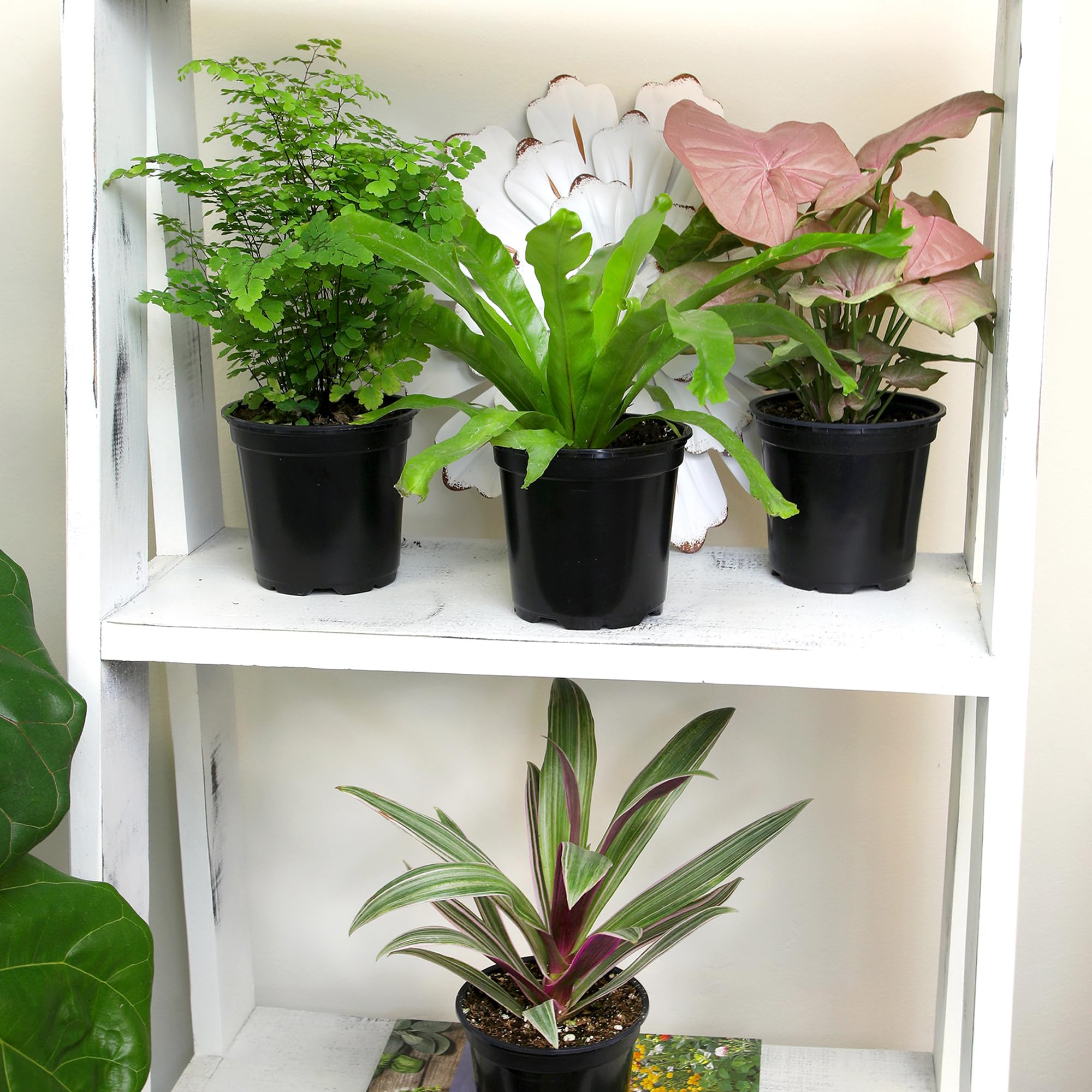 Plants for Pets trio de plantas sobre escritorio mejorando ambiente