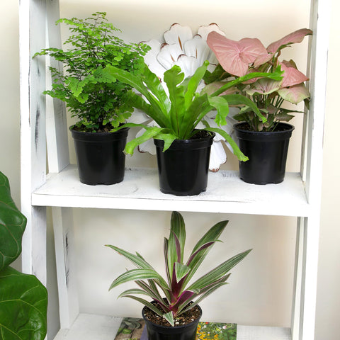 Plants for Pets trio de plantas sobre escritorio mejorando ambiente