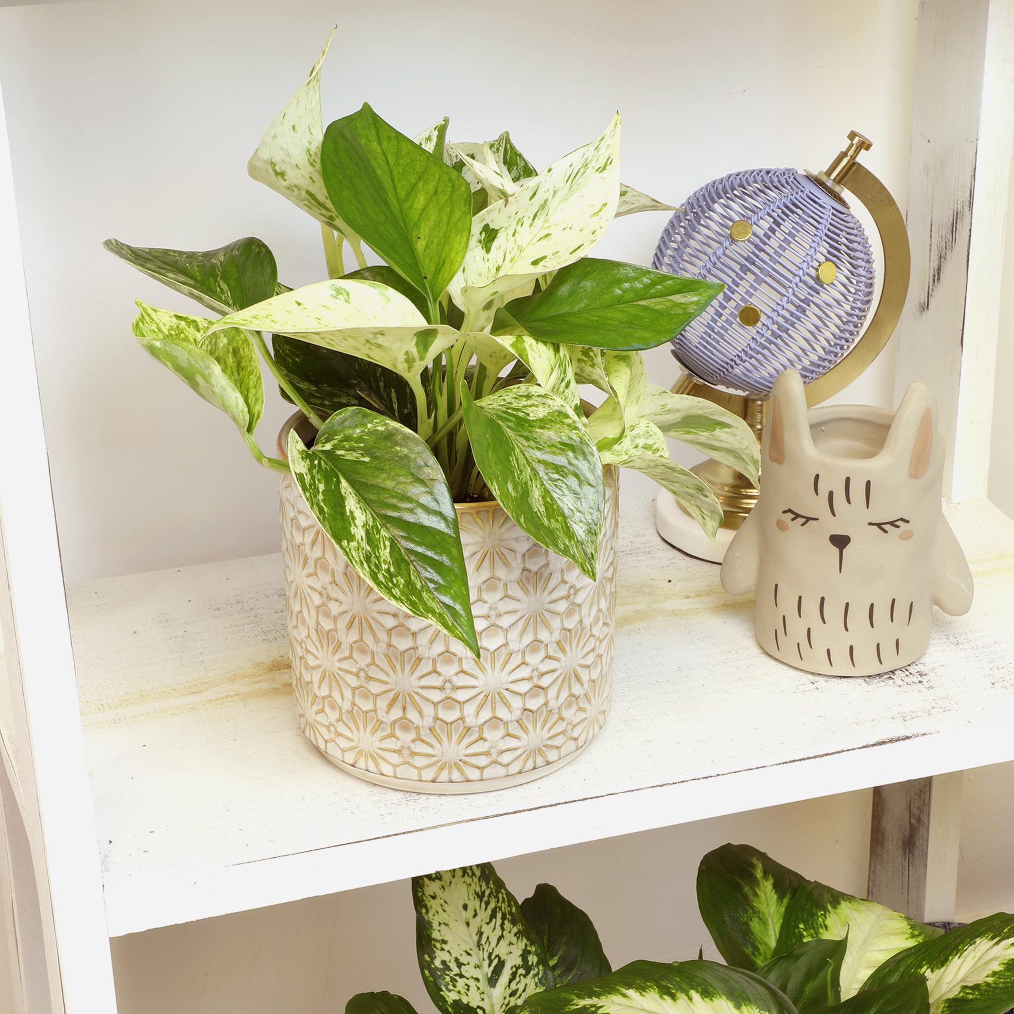 Plants for Pets Marble Queen en sala moderna añadiendo estilo y frescura