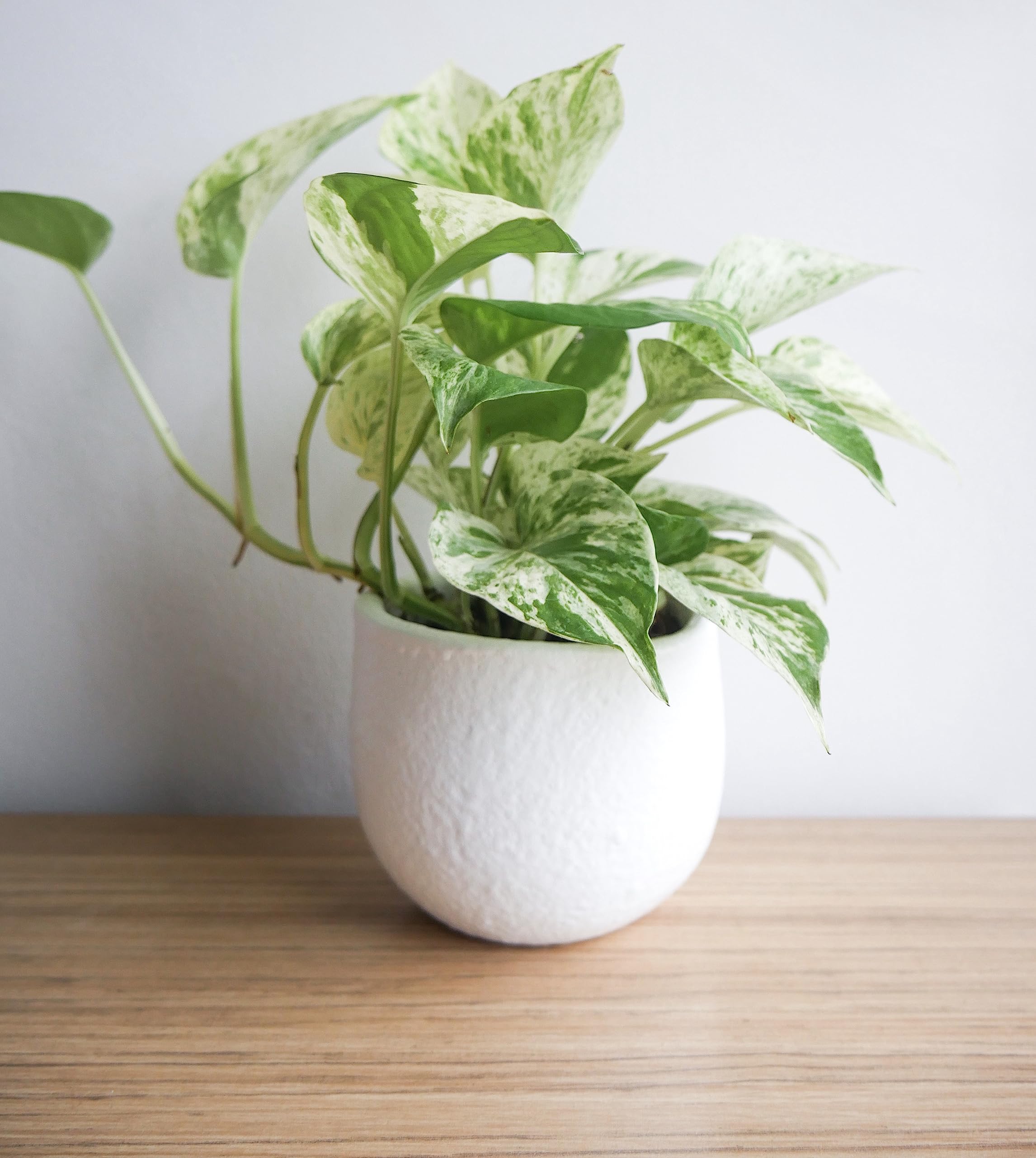Plants for Pets Marble Queen comparación de tamaño con mano para escala