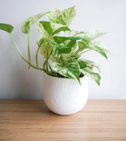Plants for Pets Marble Queen comparación de tamaño con mano para escala