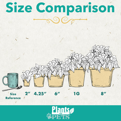 Plants for Pets Marble Queen en cesta colgante aportando verdor vertical