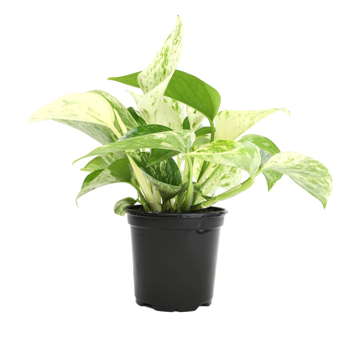 Plants for Pets Marble Queen vista frontal en maceta 4" para decoración rápida