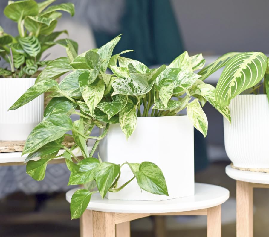 Plants for Pets Marble Queen maceta de 4 pulgadas mostrando drenaje y base
