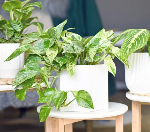 Plants for Pets Marble Queen maceta de 4 pulgadas mostrando drenaje y base