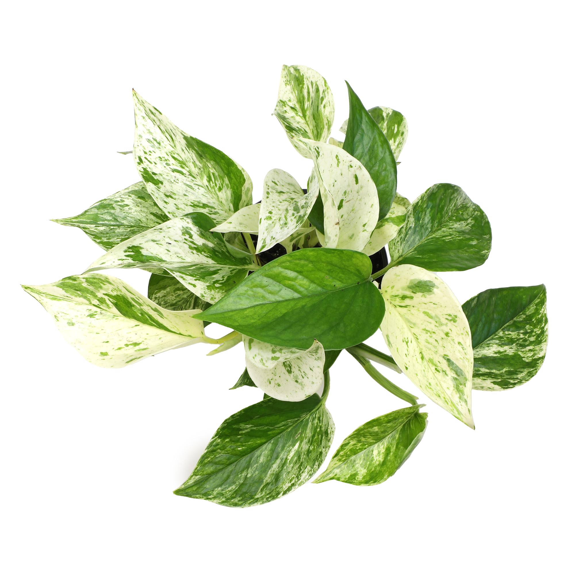 Plants for Pets Marble Queen textura del sustrato mostrando buen drenaje