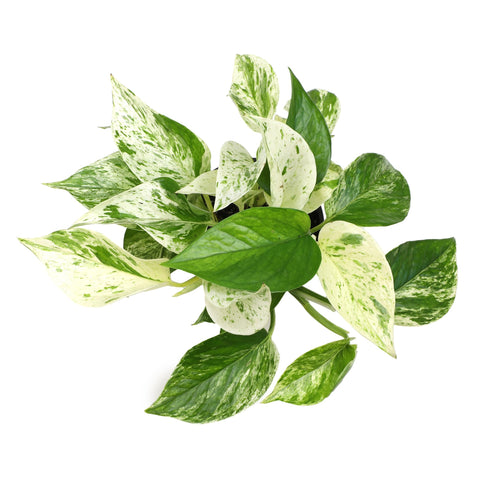 Plants for Pets Marble Queen textura del sustrato mostrando buen drenaje