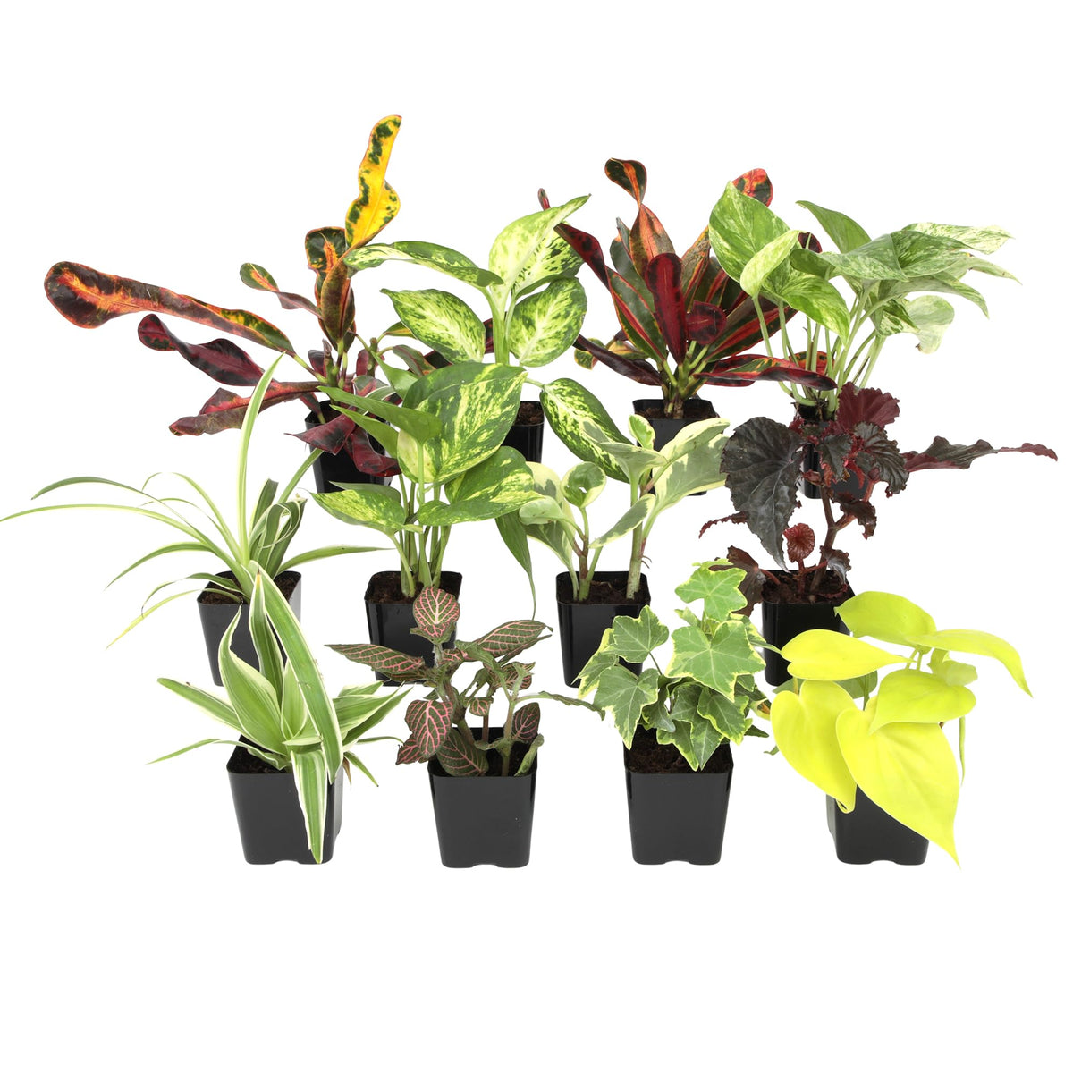 Plants for Pets pack de 12 plantas en macetas pequeñas, opción decorativa fácil