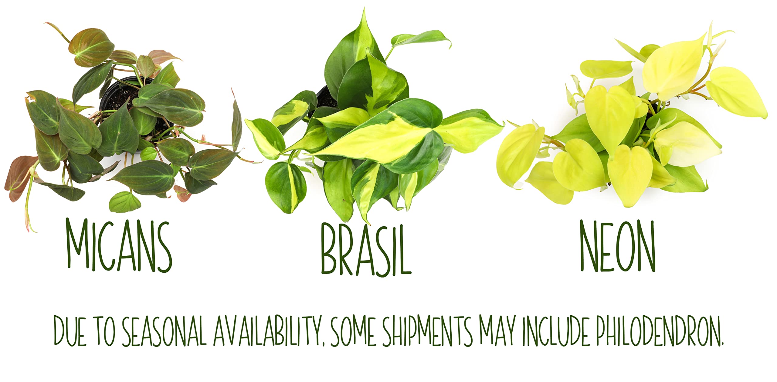 Plants for Pets pothos en mano para comparar tamaño, útil para decidir compra