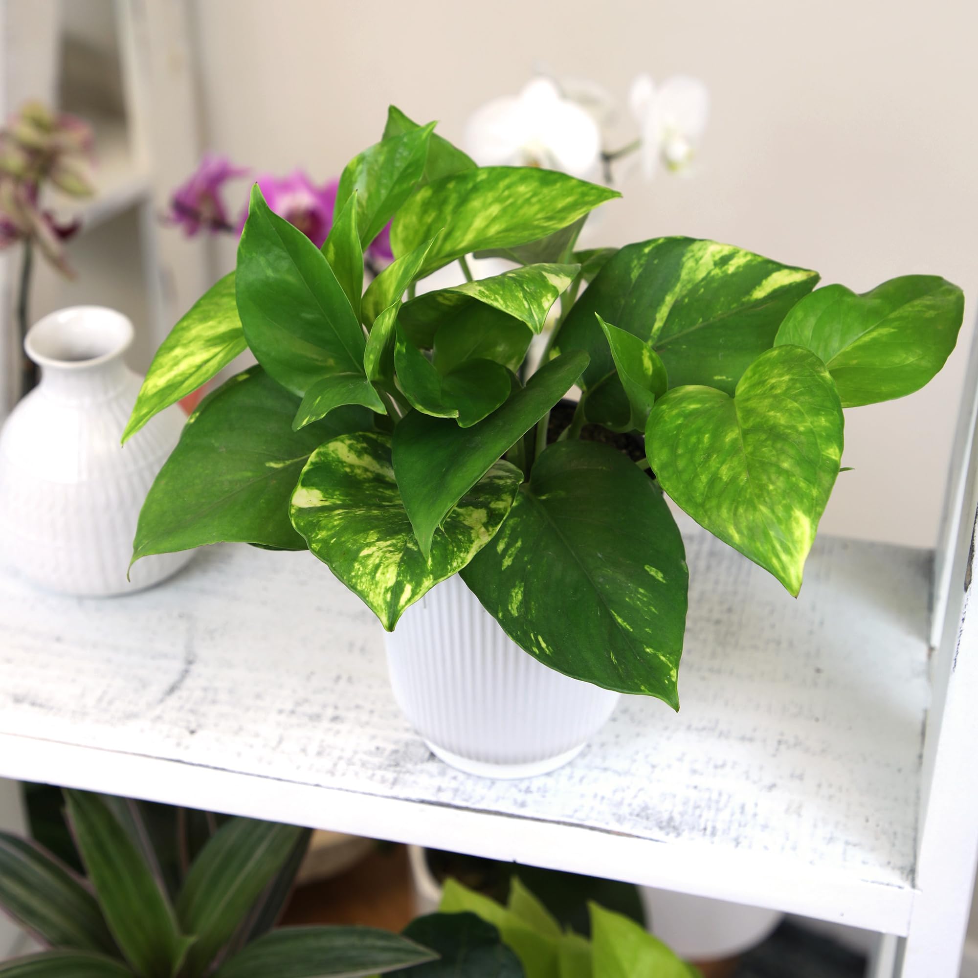 Plants for Pets pothos comparación con manos muestra tamaño y facilidad