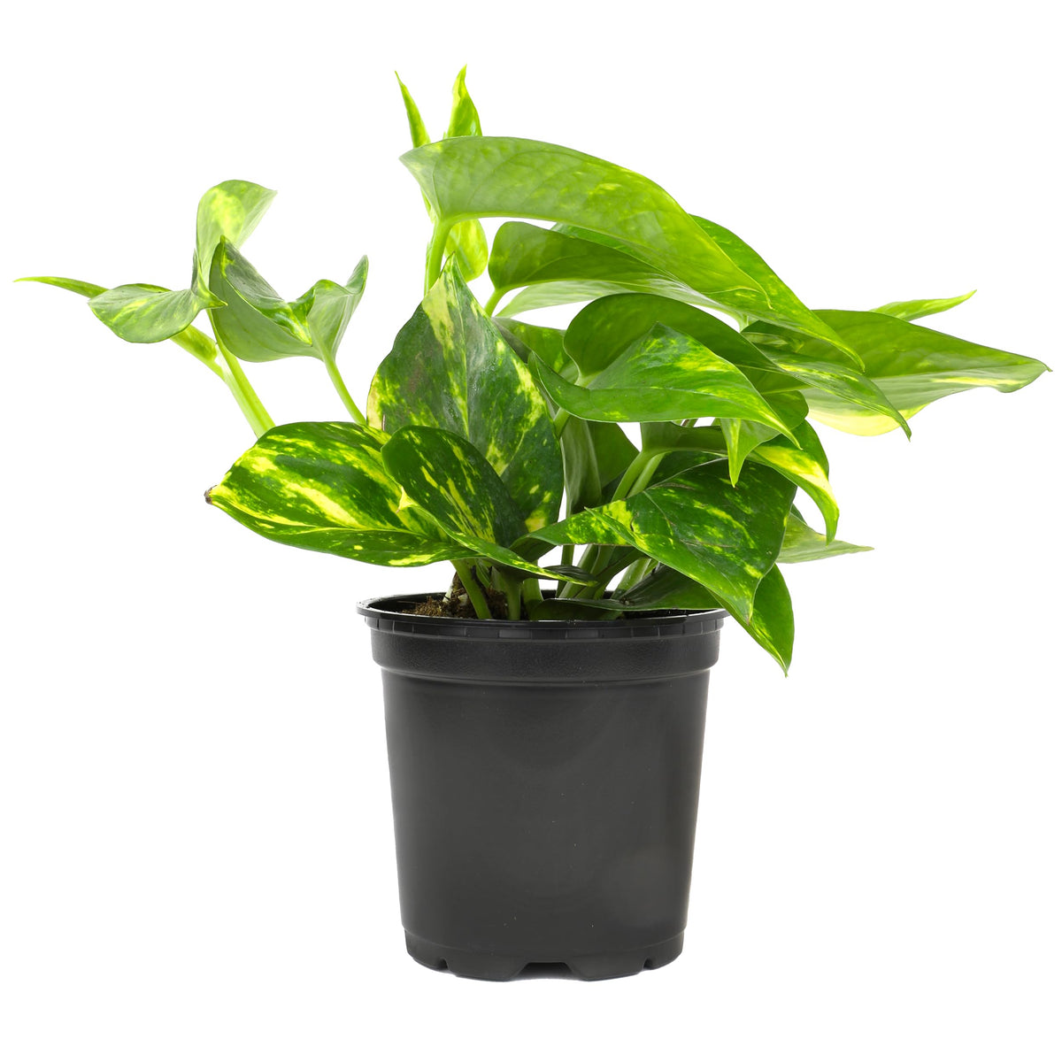Plants for Pets pothos vista frontal en maceta 4" aporta verde decorativo