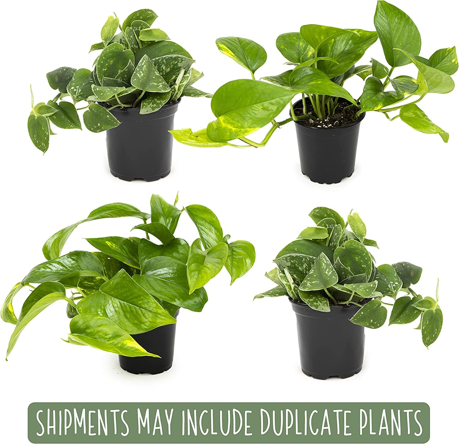 Plants for Pets macetas de 4 pulgadas con raíces establecidas, listas para ubicar