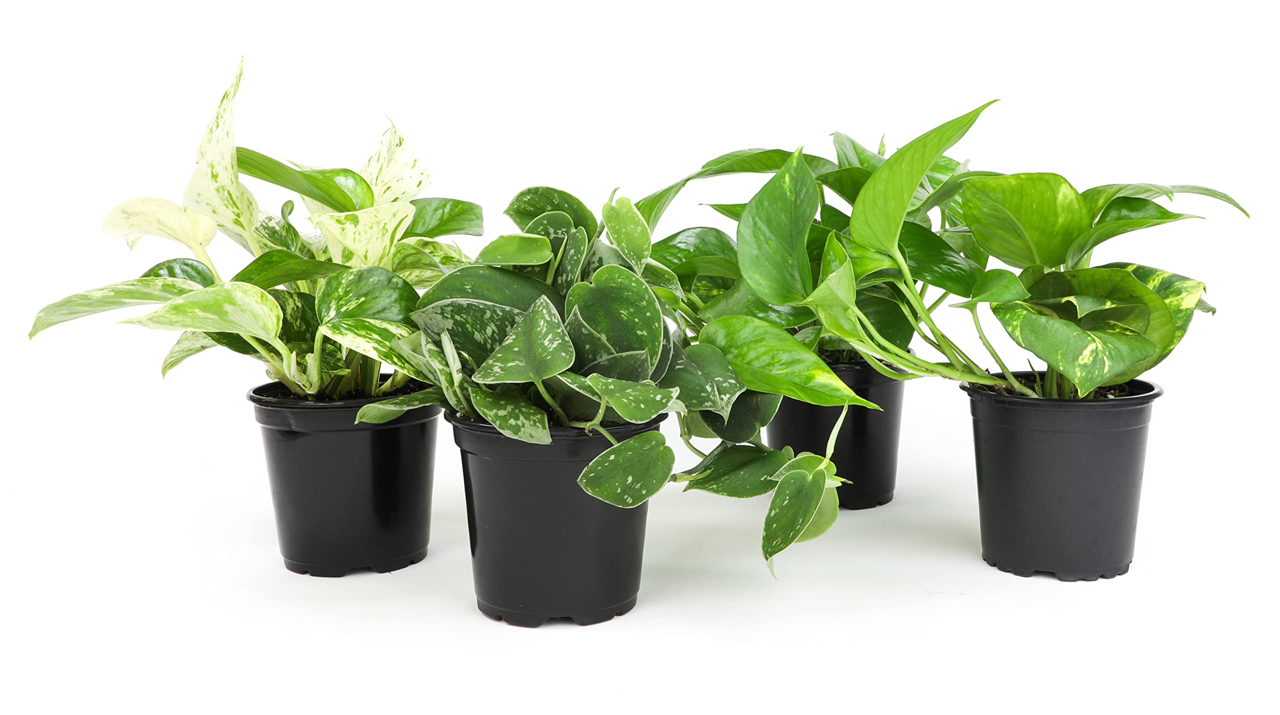 Plants for Pets pack de pothos frontal mostrando cuatro plantas, aporta vida inmediata