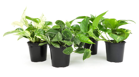 Plants for Pets pack de pothos frontal mostrando cuatro plantas, aporta vida inmediata