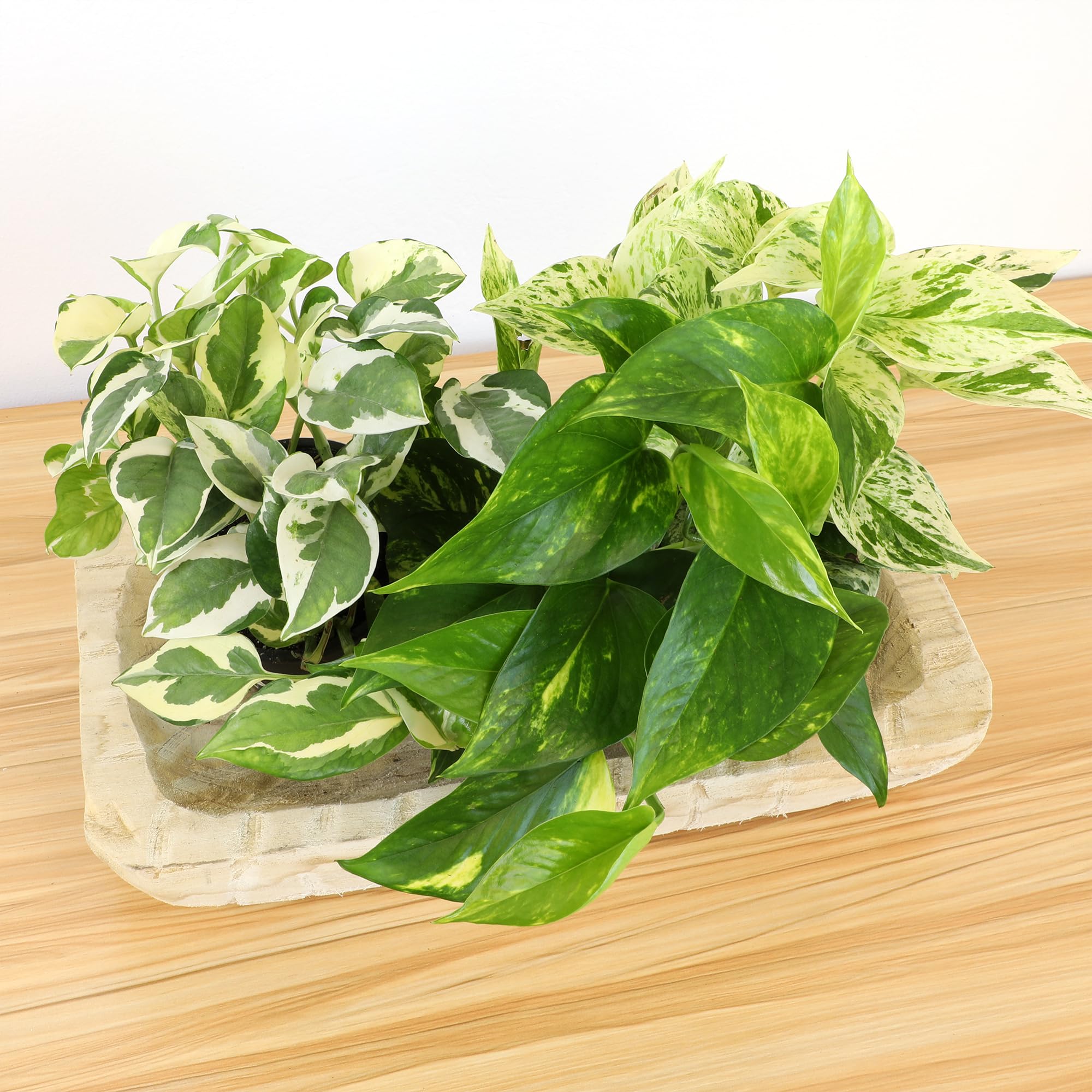 Plants for Pets plantas en sala de estar integradas en decoración moderna, embellece ambientes