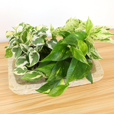 Plants for Pets plantas en sala de estar integradas en decoración moderna, embellece ambientes