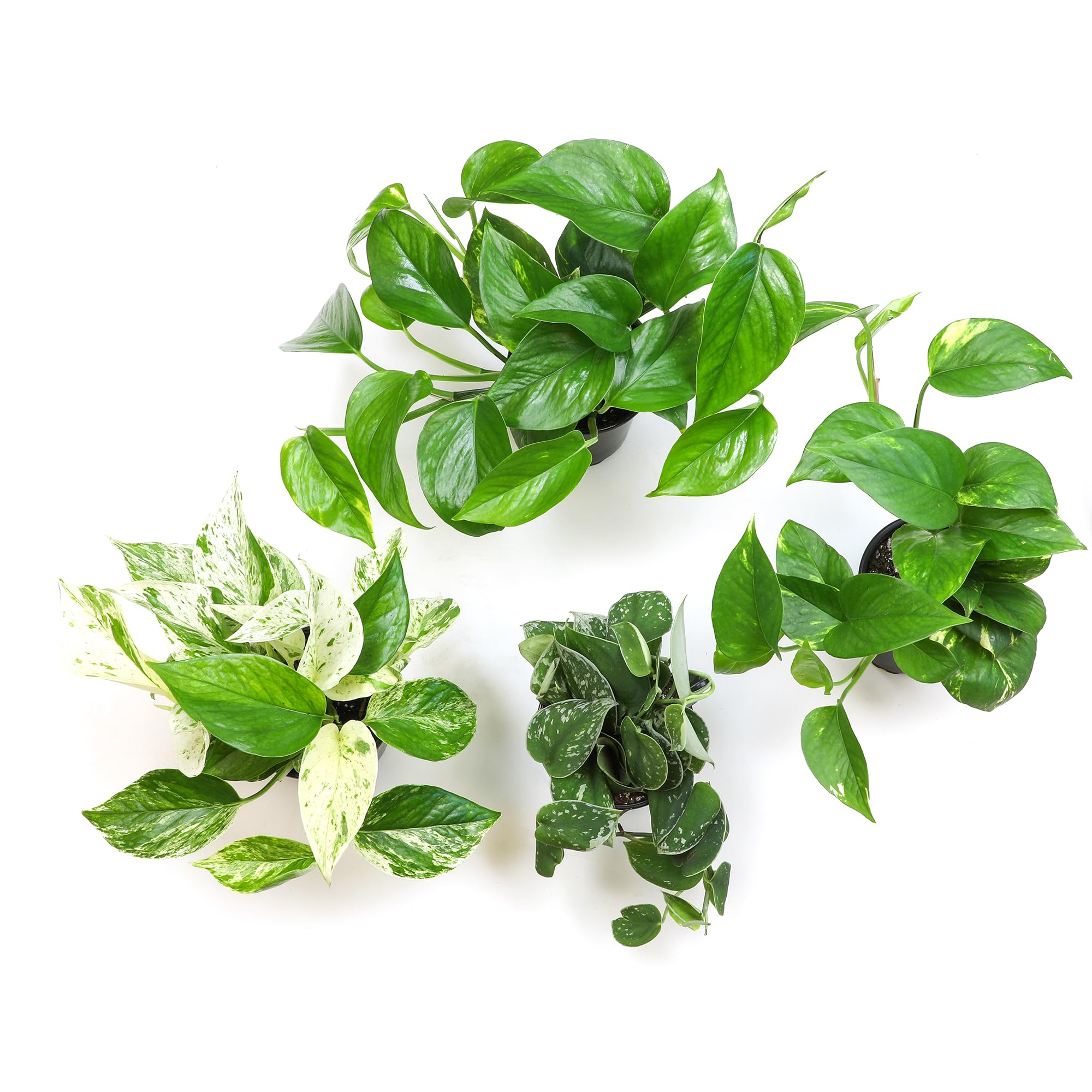 Plants for Pets hoja jaspeada de pothos, muestra patrón y atractivo decorativo
