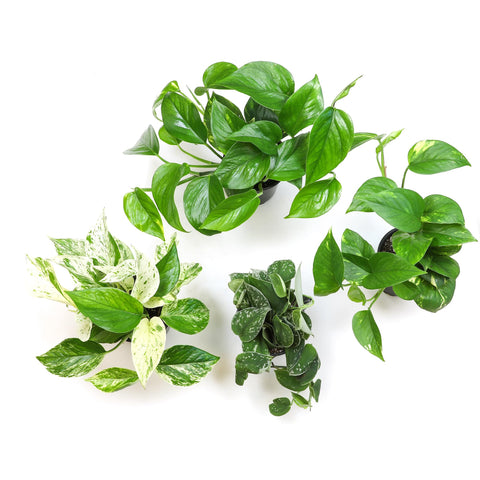 Plants for Pets hoja jaspeada de pothos, muestra patrón y atractivo decorativo