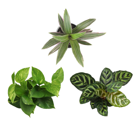 Plants for Pets comparación de tamaño con manos para escala