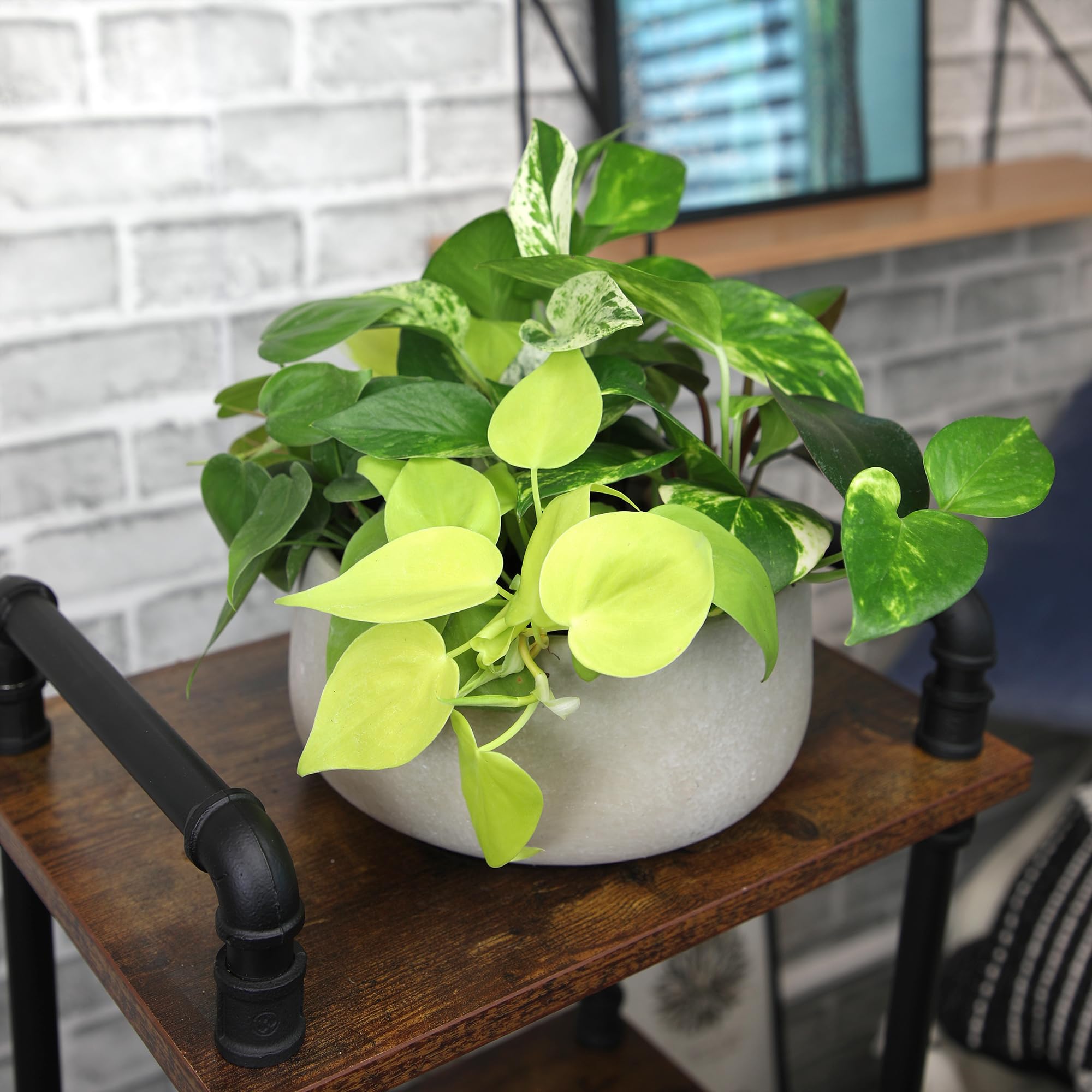 Plants for Pets surtido con etiquetas de variedad, facilita identificación y cuidado
