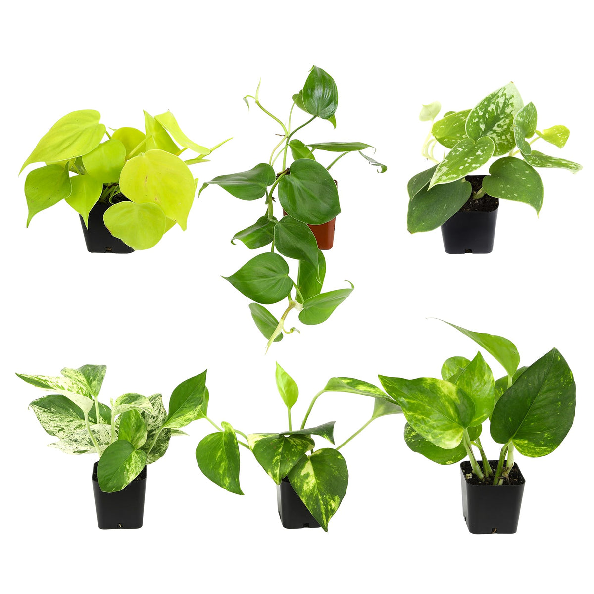 Plants for Pets paquete frontal de seis plantas listo para interior, aporta verdor fácil