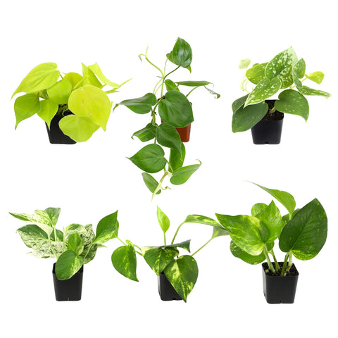 Plants for Pets paquete frontal de seis plantas listo para interior, aporta verdor fácil