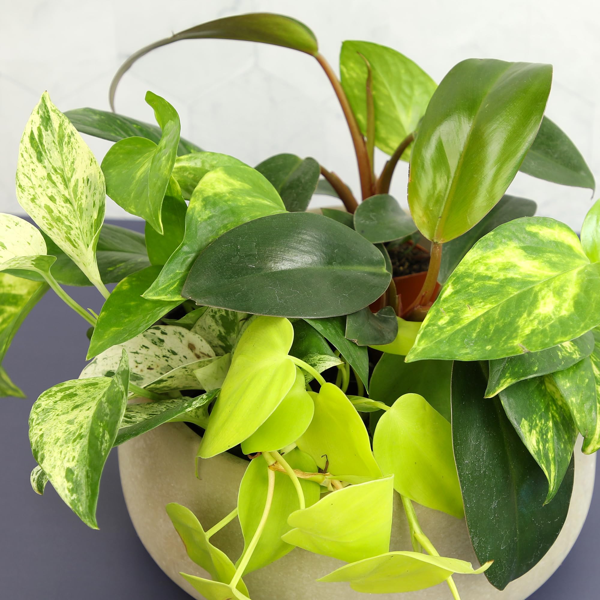 Plants for Pets plantas colgando en sala, añade vegetación sin ocupar suelo
