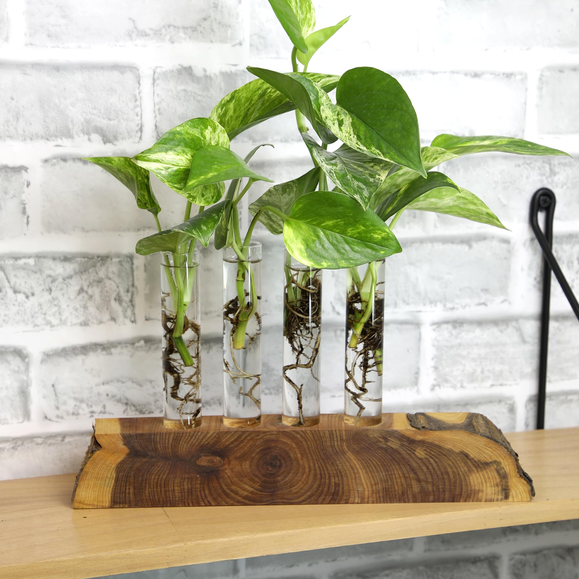 Plants for Pets seis plantas en soporte de madera, solución decorativa para estantes