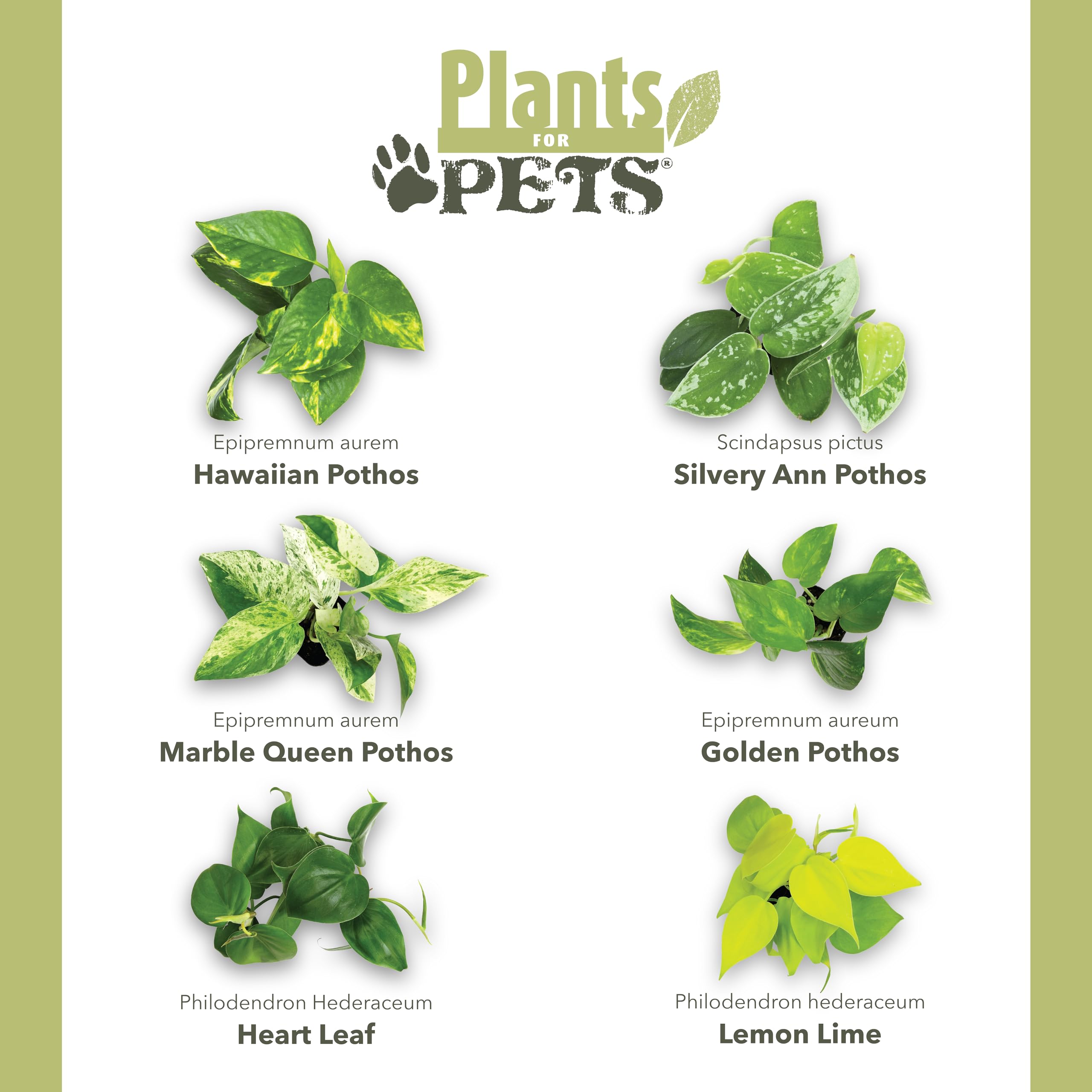 Plants for Pets hoja variegada en primer plano, muestra patrón y atractivo visual