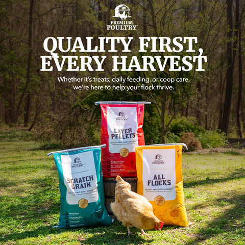 Premium Poultry mezcla esparcida en suelo fomentando rascado y ejercicio