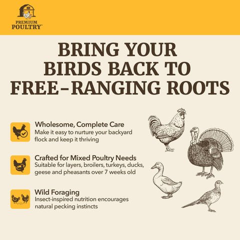Premium Poultry gallina consumiendo alimento estimula productividad