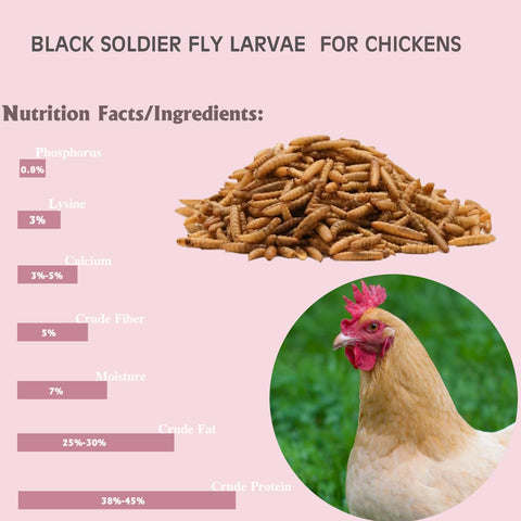 PROSECT larvas esparcidas en gallinero fomentando forrajeo natural y actividad