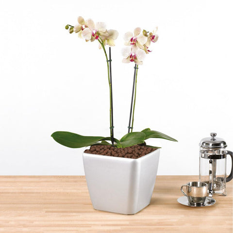 Pulovin en maceta con orquídea ofreciendo soporte y aireación para raíces