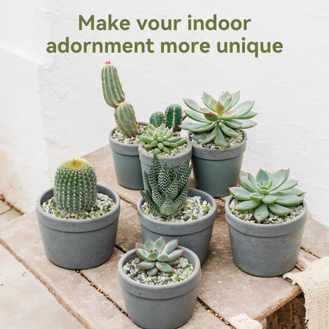 Pulovin arreglos decorativos en estantería mostrando armonía con plantas