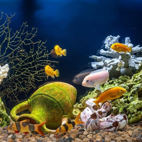 Pulovin en acuario limpio tras enjuague, seguro para decoración