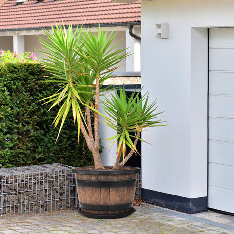 Quarut maceta con plantas mostrando crecimiento y aspecto decorativo