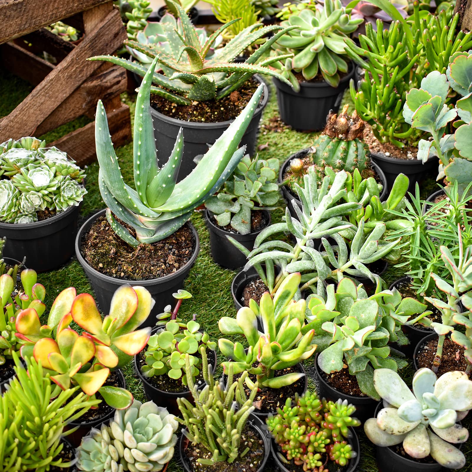 RAOOKIF maceta en entorno de jardinería con sustrato y etiquetas, buen rendimiento
