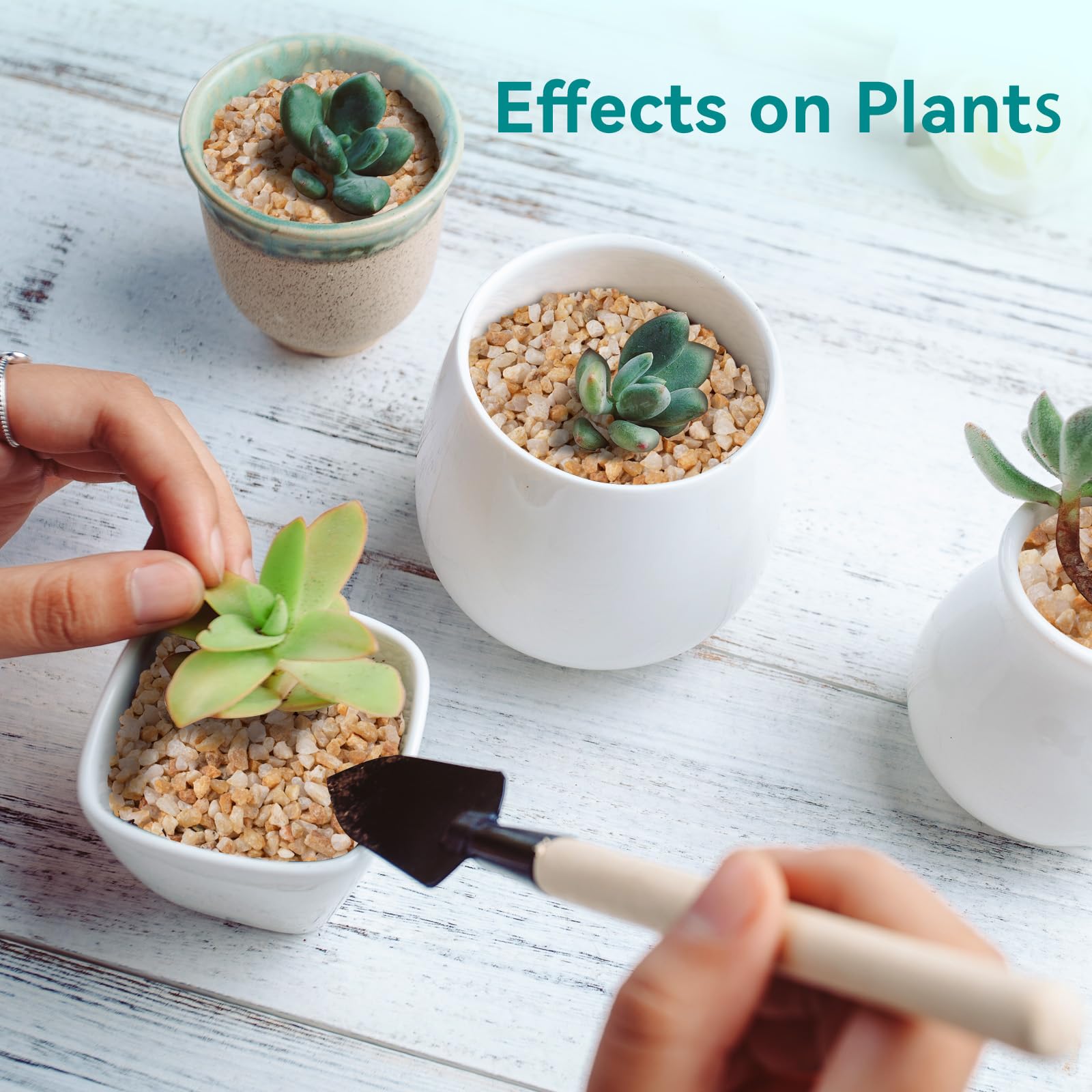 Rahato uso en terrario realzando plantas y humedad controlada