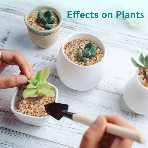 Rahato uso en terrario realzando plantas y humedad controlada