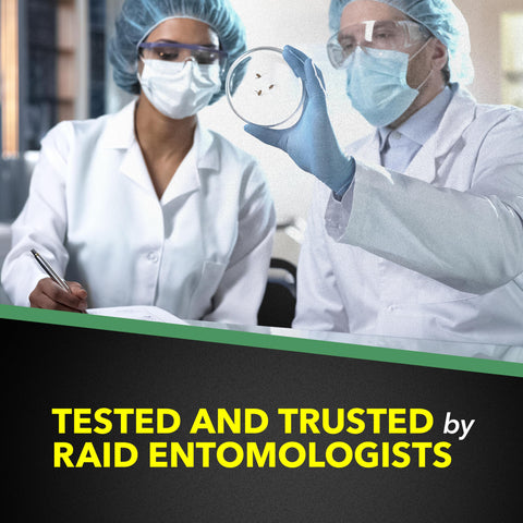Raid pack de dos latas sobre fondo neutro, ahorro y reposición práctica