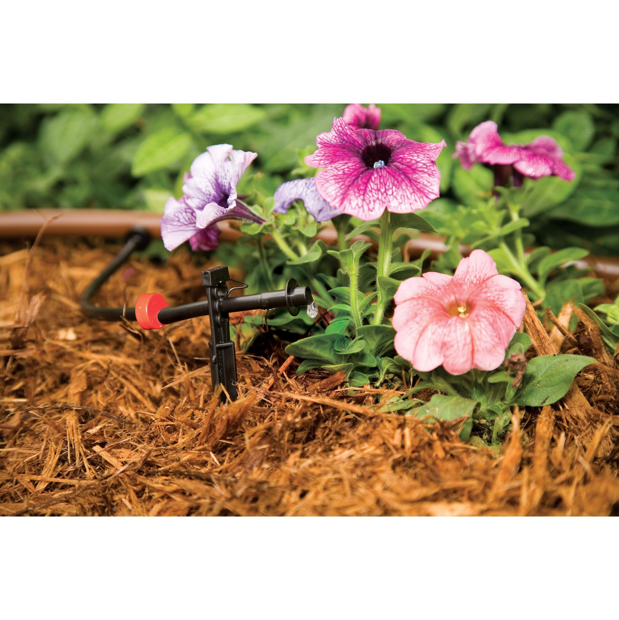 Rain Bird micro-sprays sobre plantas para cobertura amplia y ahorro hídrico