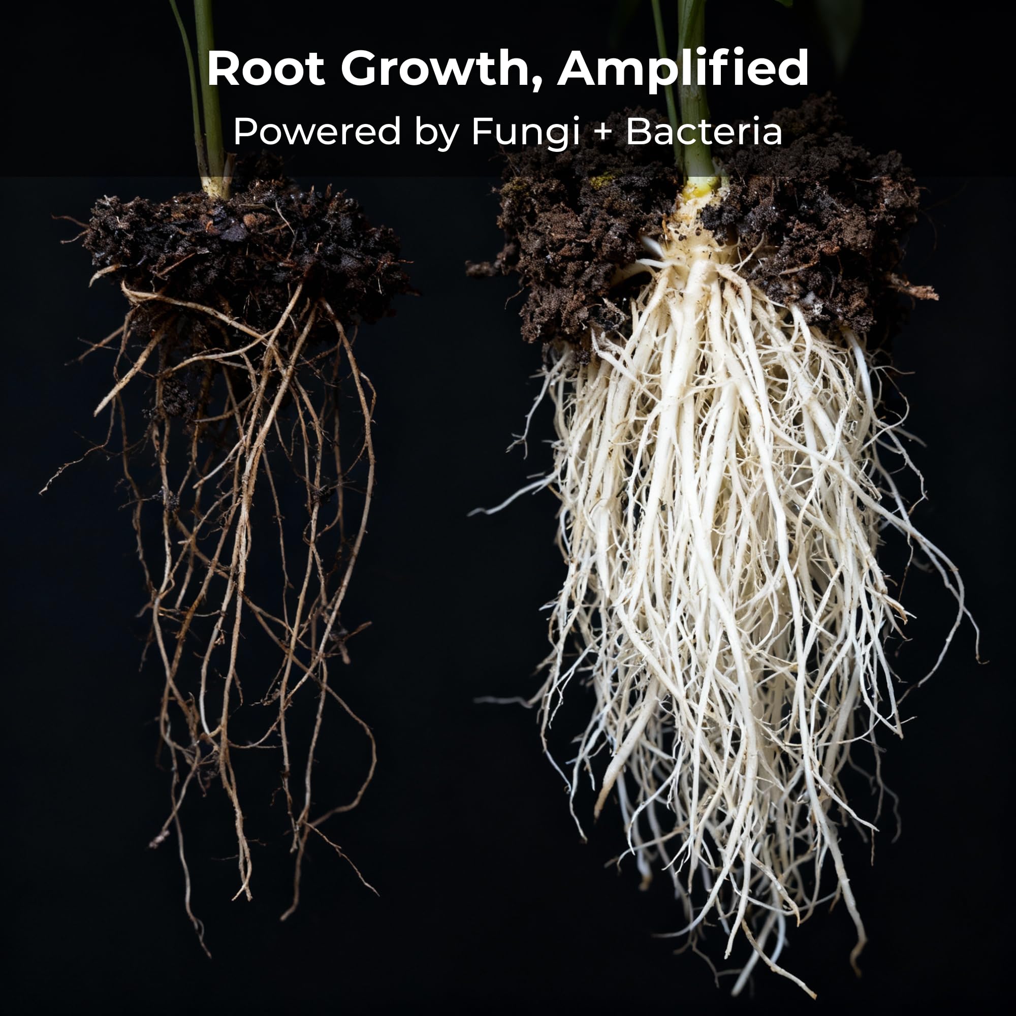 Real Growers aplicado en maceta durante trasplante, favorece crecimiento radicular