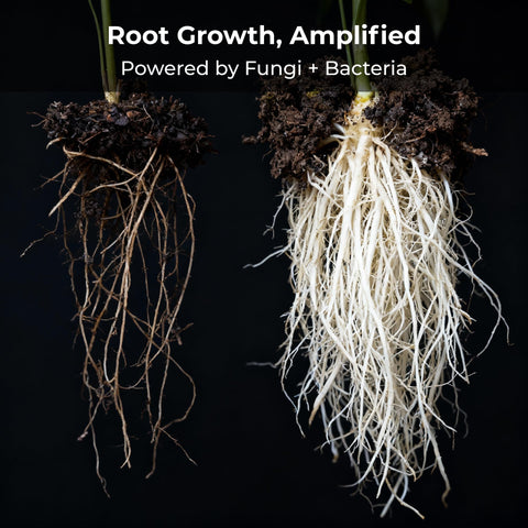 Real Growers aplicado en maceta durante trasplante, favorece crecimiento radicular