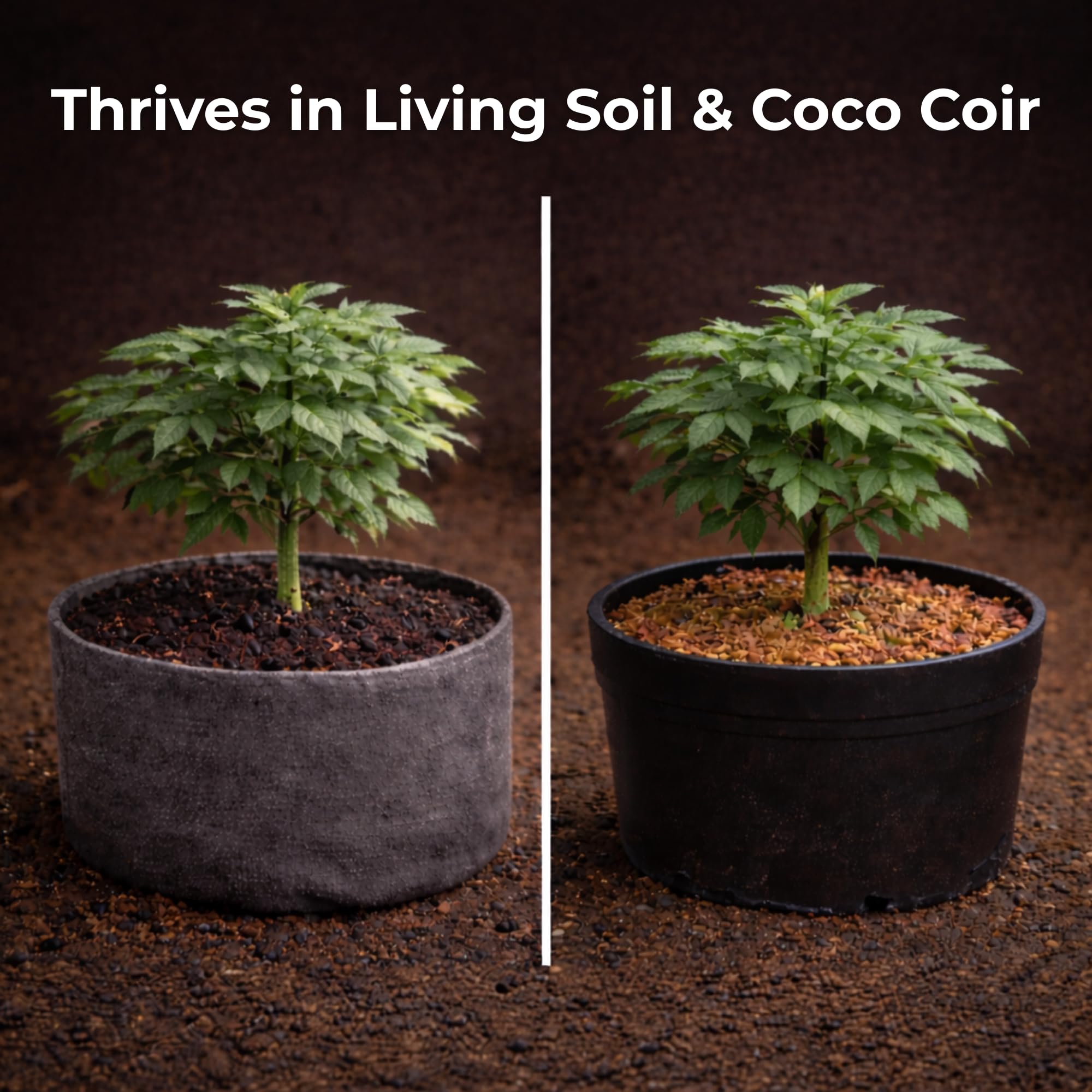 Real Growers detalle de etiqueta con ingredientes y modo de uso