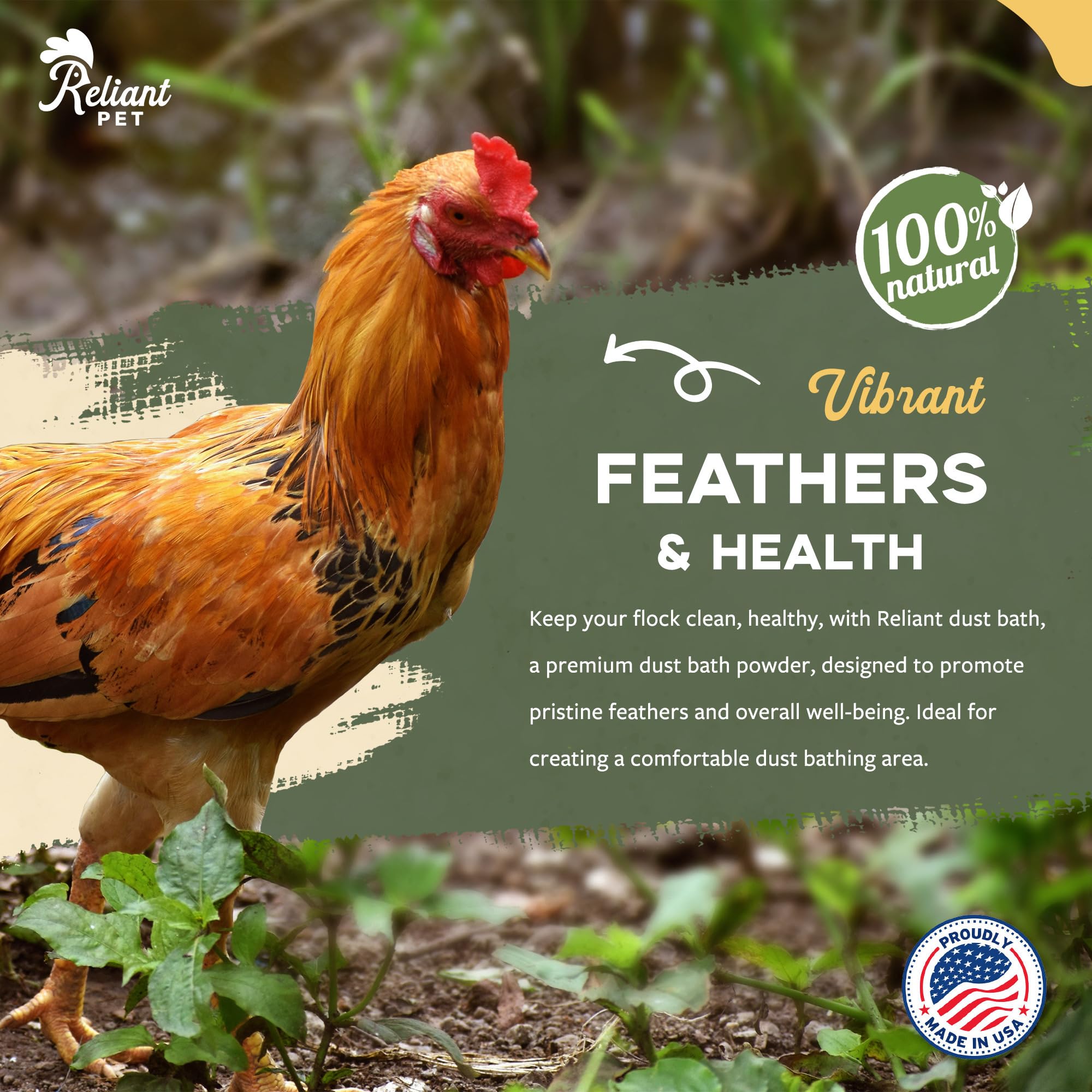 Reliant Pet gallina usando baño de polvo para plumaje limpio