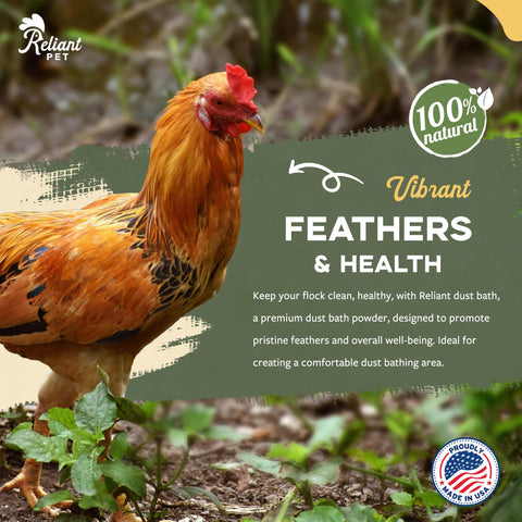 Reliant Pet gallina usando baño de polvo para plumaje limpio