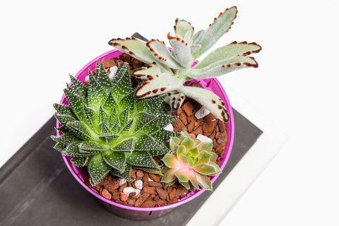 rePotme pack completo con las cuatro tallas, versatilidad para cultivo