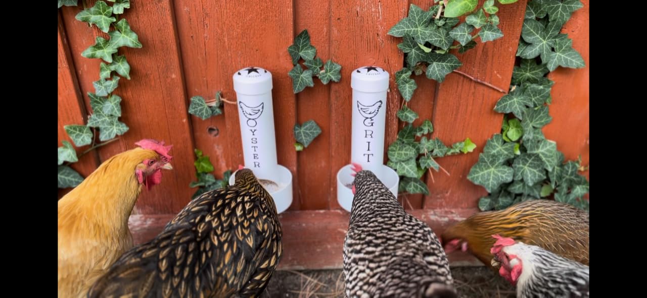Revolutionary Chicken comedero dentro de gallinero en escena realista
