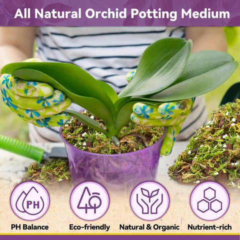 Riare trasplante de orquídea usando mezcla apoyo a raíces sanas